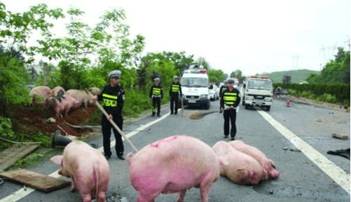 正常开车撞了狗,千万别这样做:抓住后扣12分罚款2000元!