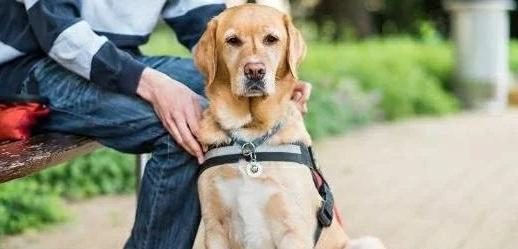 爱的传递、被救的小土狗又勇敢的去救助其他狗狗!!