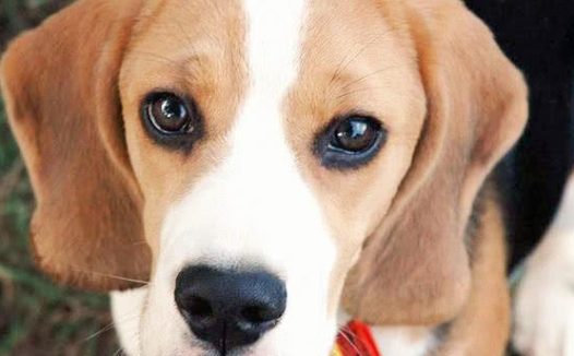 主人如果长期对狗狗做这四件事,并且不以为然,狗狗迟早会背叛你