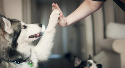 猫猫狗狗也有保险了,百亿宠物医疗市场迎来新战场