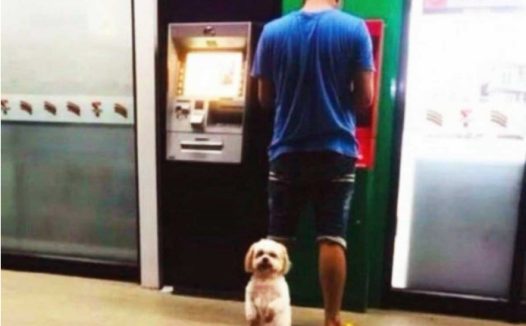 主人家去银行取钱，小狗全线警示，模样超可爱，吸引住诸多过路人停住照相