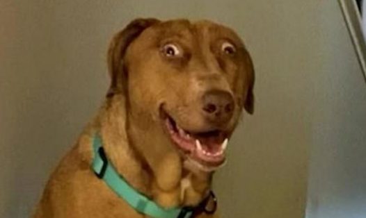 一只天生“震惊脸”的狗子,被有爱的铲屎官收养后,成了小网红!