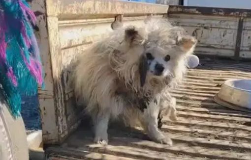 腿折后被卖上狗肉车的老博美,获救难以从恐惧中走出