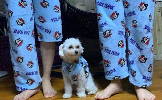 小伙换睡袍发觉裤腿少了一截,见到狗猛然苦笑:家中影响力一目了然