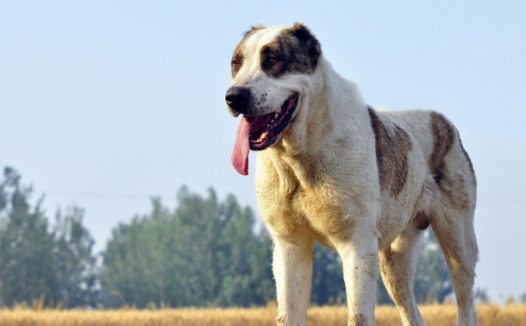 它是被称为野兽的猛犬,可与比特犬一战,胆小的人养不好这种犬