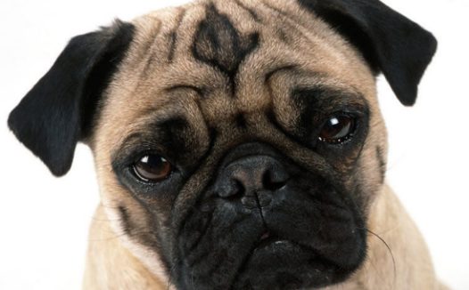 【民法典第四讲】散步时被宠物狗咬伤,狗主人扬长而去,只能认栽吗?