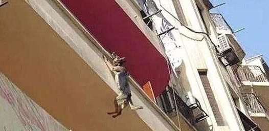 可恶的主人虐待狗狗 狗狗不堪忍受从阳台跳下