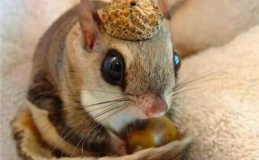 日本小鼯鼠身份信息