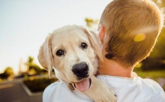 “养狗前”爸妈百般阻挠,“养狗后”爸妈逃不过真香定律