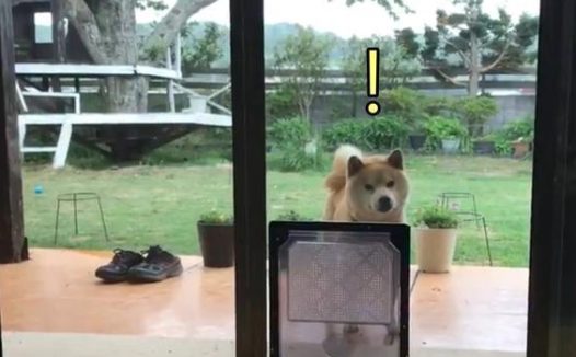 主人给柴犬准备宠物门，结果它愣了一下后，偏偏和主人作对