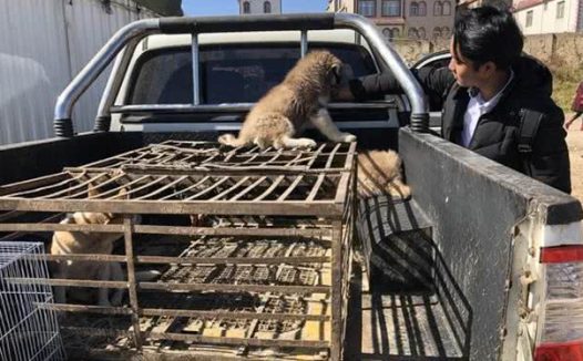 犬市：在成犬区域展示的哈士奇幼犬，比大狗更引人注目！