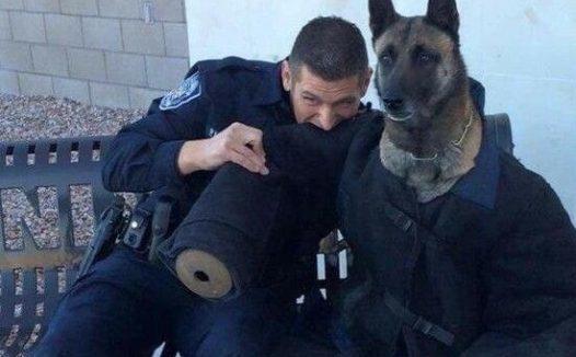 警犬穿训练服体验被咬的感觉 一脸无奈的表情