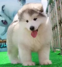 杭州禁养犬有阿拉斯加吗 | 8岁女孩被咬伤面部 伤人的是一只8个月大的阿拉斯加犬