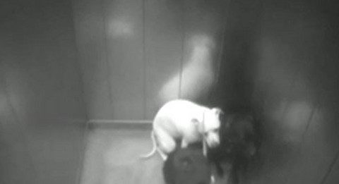 英国男子因在电梯狂踹女友斗牛犬将面临5个月的监禁