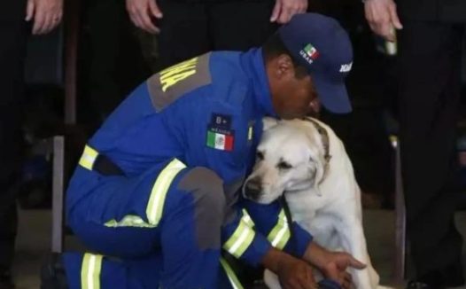 搜救犬九年救53人:区区一只狗却活成了英雄的样子!