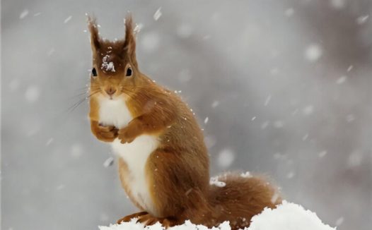 欧洲红松鼠身份信息