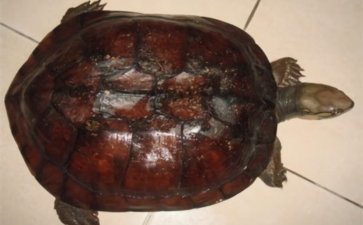 艾氏拟水龟身份信息