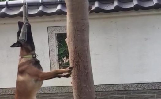 狗狗吊在树旁不停扭动,网友误以为主人虐狗!
