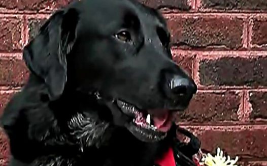 美国发生一件保姆虐童案 忠犬狂吠揭发恶行