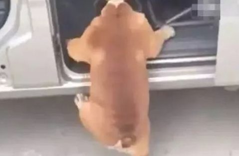 男主角让小狗进入车内,五分钟还看不到它的狗影,下车时一看笑容直不起腰