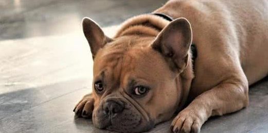 狗狗的眼神表现出了它的想法和情绪，这些你注意过么？