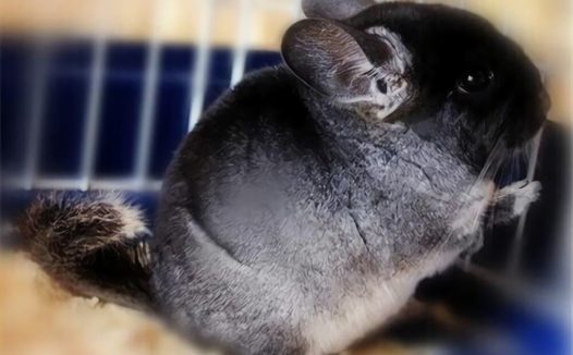 丝绒黑龙猫身份信息