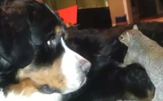 松鼠藏一颗松子埋了大半天,汪星人看见它:别累成狗了,那是我的毛