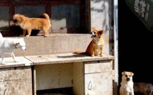 夫妻领养比特犬,3小时后立刻送回来:咬伤我家藏獒!