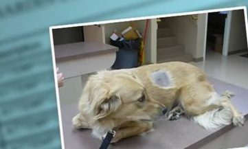 狠心虐狗换毒 上兽医院骗止痛剂吸食