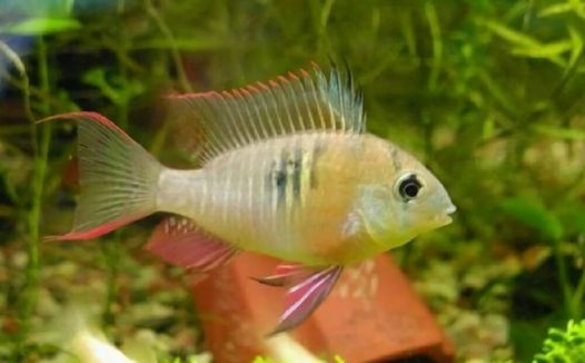 玻利维亚凤凰身份信息