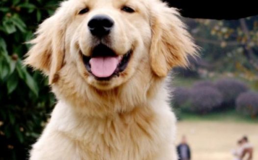 女人带金毛狗狗溜达，小狗身上多了个小宝贝，铲屎官：太讨人喜欢了