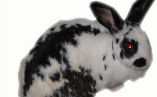 巨型格仔兔身份信息