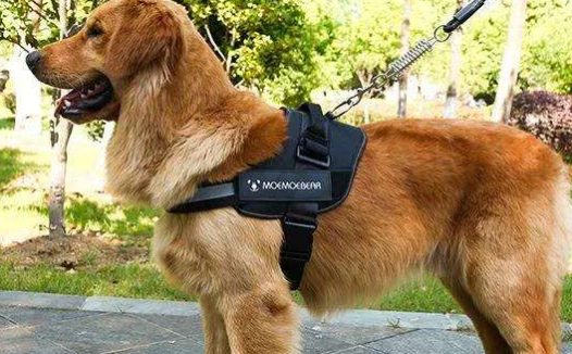 文明养犬！聊城高唐发出第一张狗狗“身份证”