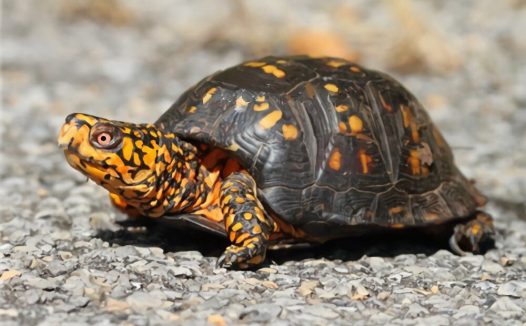 东部箱龟身份信息