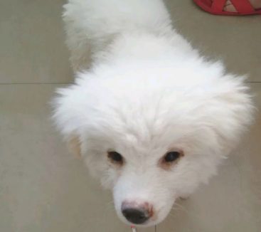 主人把狗儿扔下车后，小家伙傻傻的地追了好长时间，这时候女生不忍心了