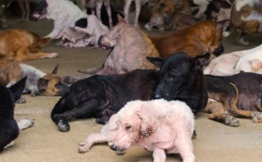 独居男疑猝死多日 16只流浪狗啃食遗体充饥
