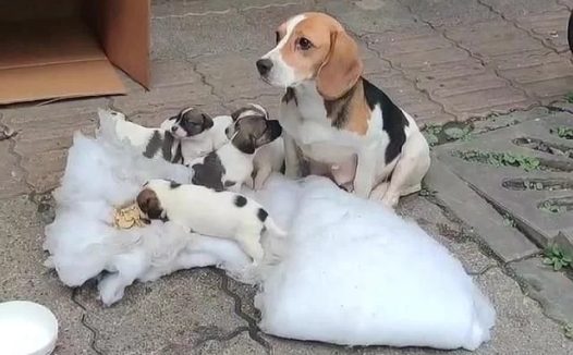 7只纯种比格犬,“连妈带儿”被遗弃街头,原主人是散财童子?