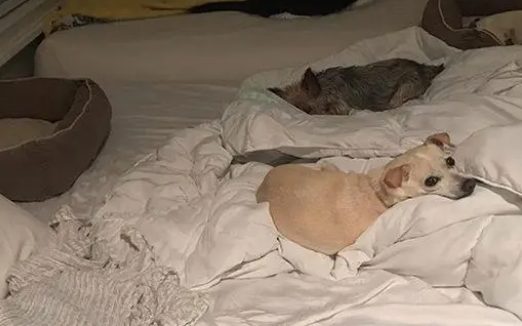 老弱病残狗狗没人要,夫妻把它们接回来养