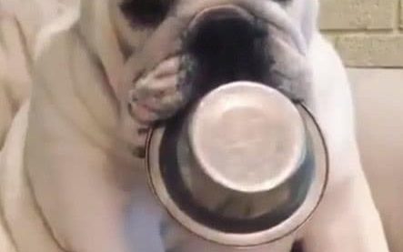 狗狗叼着饭碗等主人弄饭，主人弄好以后早已蹲着睡觉了！