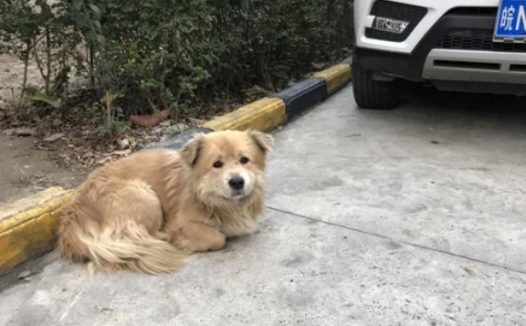 流浪狗横穿高速公路引发连环车祸,谁来承担赔偿责任