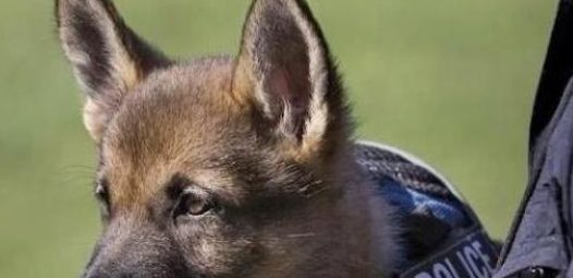 警犬在训练过程中,打起了瞌睡:不听不听,乌龟念经