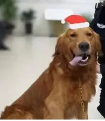 有芯片的狗丢了怎么办 | 宠物走丢可以通过植入芯片寻找宠物