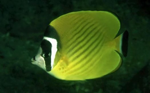 黑尾蝶身份信息