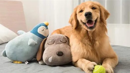 金毛犬“狗咬狗”伤了泰迪犬,主人要赔偿吗?