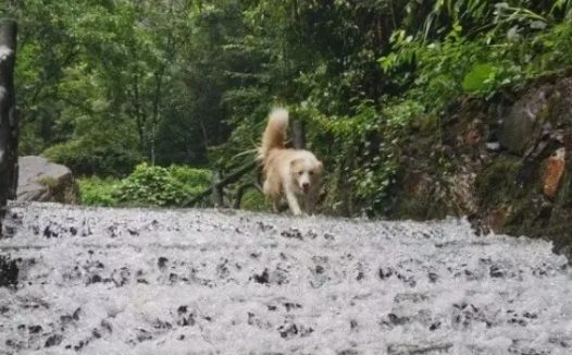 狗狗3次离家出走被民警找回 主人送来锦旗：“保我狗命！”