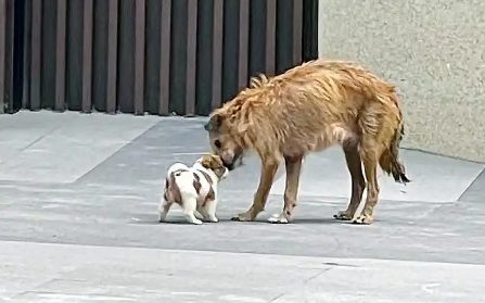 流浪狗妈妈瘦成皮包骨,依然坚持喂养5只幼崽,面对人类满眼哀求