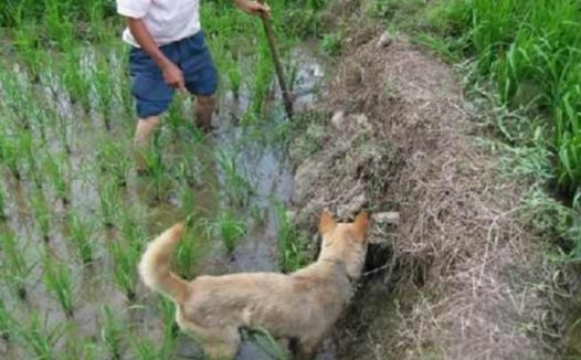 狗狗冲着超级黑洞不断乱叫，铲屎官好奇心走以往查询，猛然花开富贵