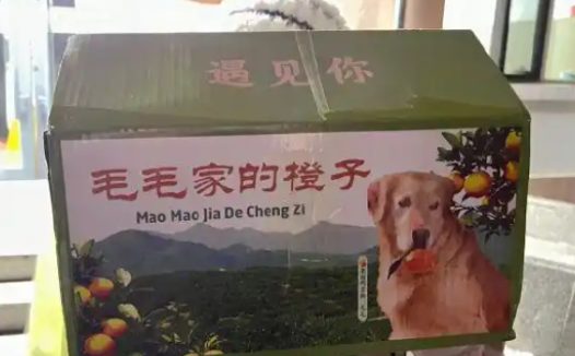 网红金毛犬突发心脏病离世，曾因摘橙子助农走红