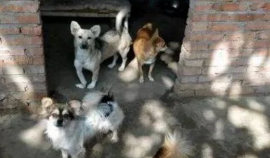 救过主人命的金毛,被送进了狗肉店