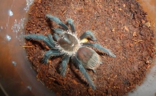 危地马拉红尾身份信息